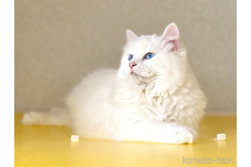 販売中のサイベリアンの親猫